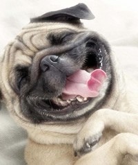 pug